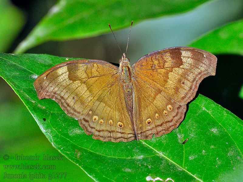 Junonia iphita Chocolate pansy 