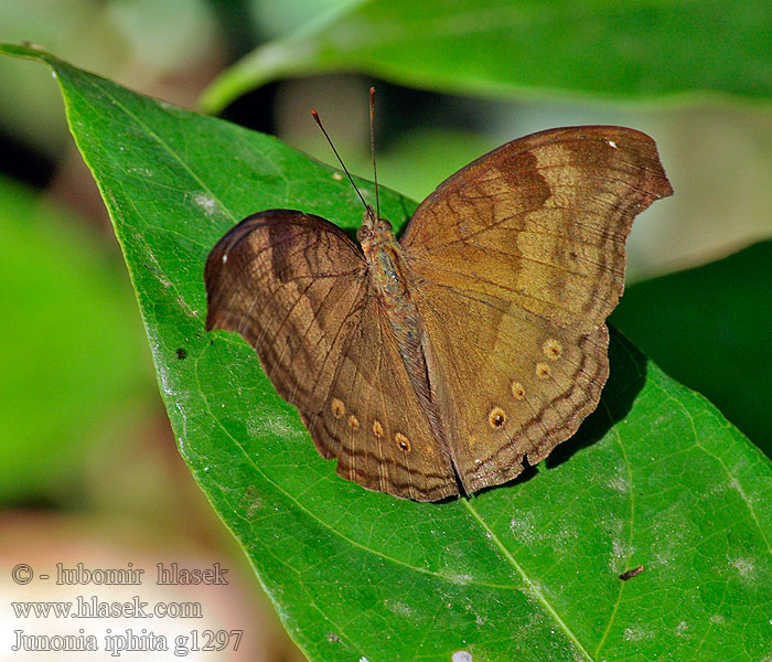 Junonia iphita