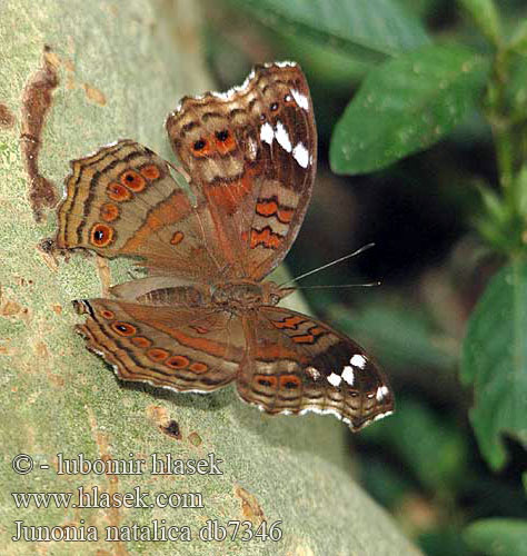 Junonia natalica Natal Pansy