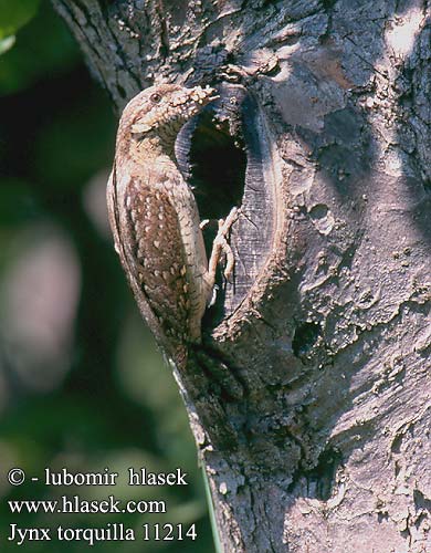 Jynx torquilla Wryneck Wendehals