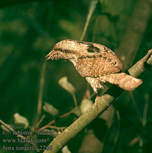 Krętogłów Jynx torquilla Wryneck Wendehals