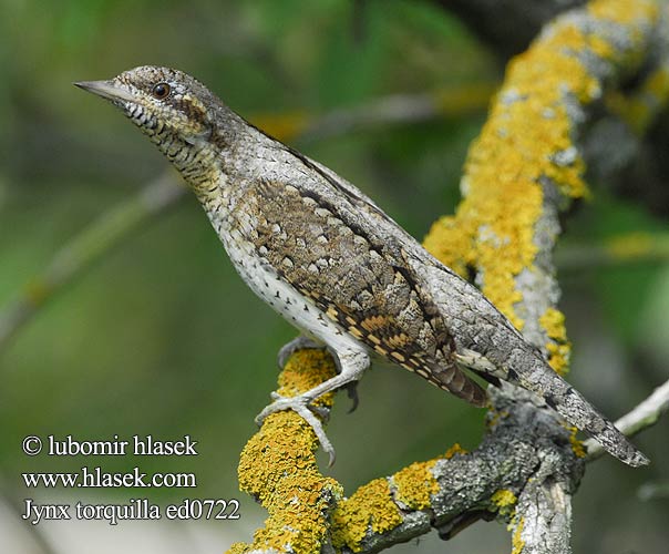 Wryneck Wendehals Torcol fourmilier Torcecuello