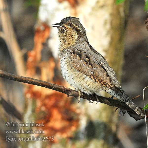 Krętogłów Jynx torquilla Wryneck Wendehals