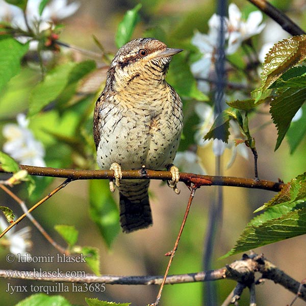 Jynx torquilla Krętogłów Wryneck Wendehals