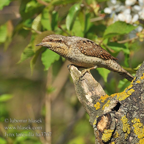 Jynx torquilla Wryneck Wendehals Torcol fourmilier