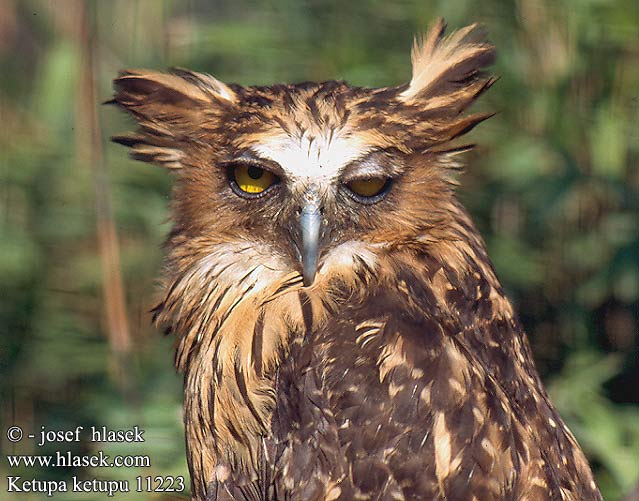 Ketupa ketupu Buffy Fish-Owl Fish Owl Fisching Malajfiskeugle Kétoupa roux malais Maleise Visuil Gufo pescatore Malaesia Malaien-Fischuhu Sunda-Fischuhu Sundafischuhu Ketupa malajská Búho Pescador Malayo Sundankalahuuhkaja マレアウオミミズク Ketupa plowa Малайский Рыбный Филин Ketupa riečna นกทึดทือมลายู Malayfiskeugle Ketupuk Червен рибояден бухал