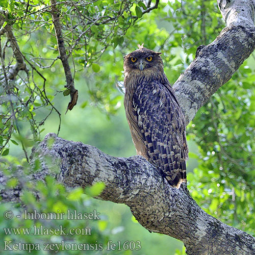 Ketupa zeylonensis Brown Fish-Owl Ketupa rybí Fischuhu Búho Pescador Ceilán Kétoupa brun Gufo pescatore bruno ミナミシマフクロウ Бурый рыбный филин 褐渔鸮 褐魚鴞  Dù dì phương đông Balıkbaykuşu Balik Balyk baykuşu นกทึดทือพันธุ์เหนือ Ketupa bosonoga Bruine Visuil קטופה Brun Fiskeugle