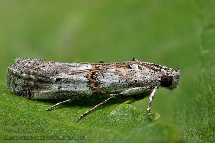 Khorassania compositella