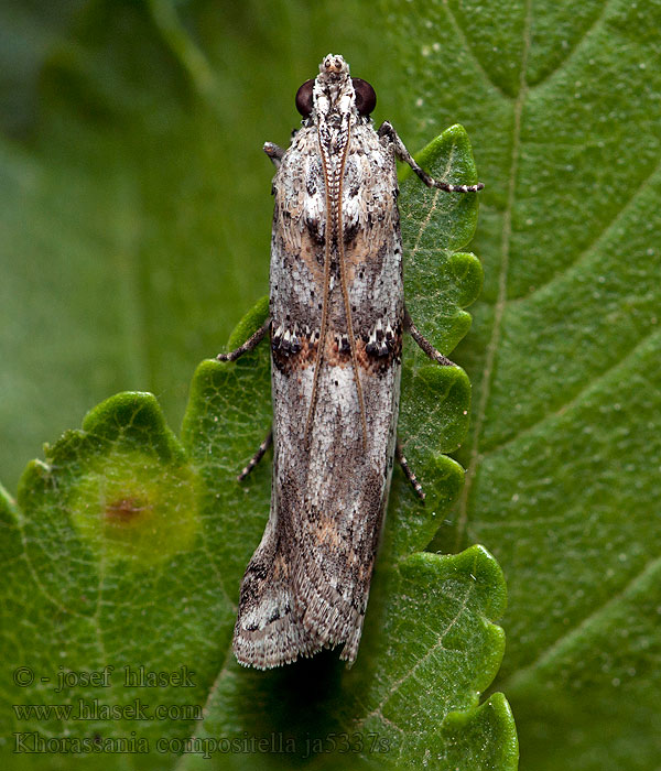 Khorassania compositella