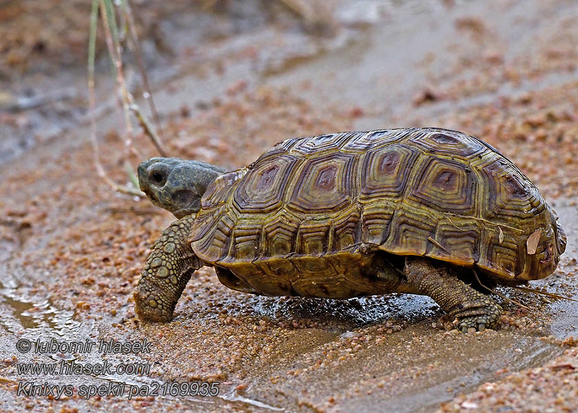 Kinixys spekii Želva Spekeova Speke's hinge-back tortoise