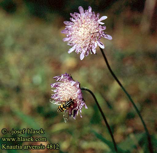 Knautia arvensis Scabiosa Field scabious Blåhat raudknapp