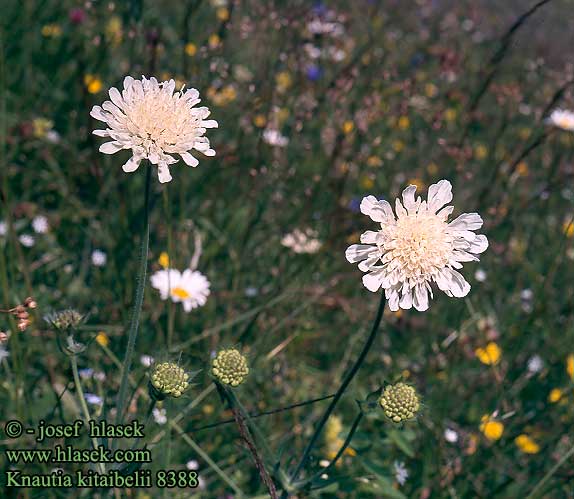 Knautia kitaibelii Kitaibel-varfű Kitaibel-Witwenblume