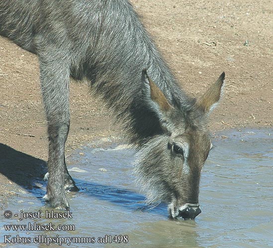 Kobus ellipsiprymnus Waterbuck Vandbuk