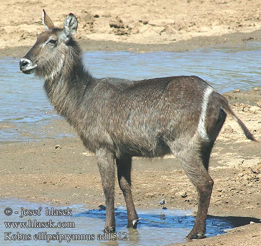 Kobus ellipsiprymnus Wasserbock Kob śniady