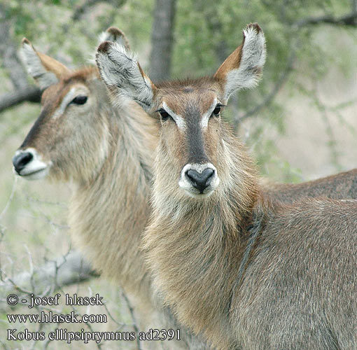 Waterbuck Vandbuk Cobe defassa croissant waterbok