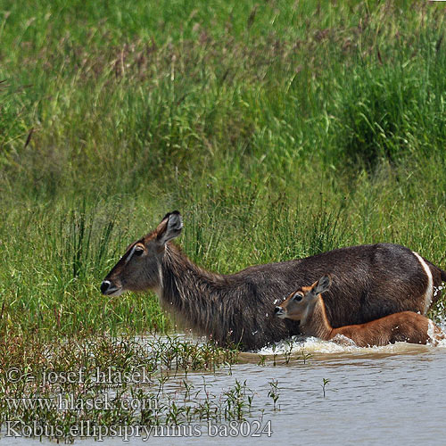 Kobus ellipsiprymnus Waterbuck Vandbuk Cobe defassa