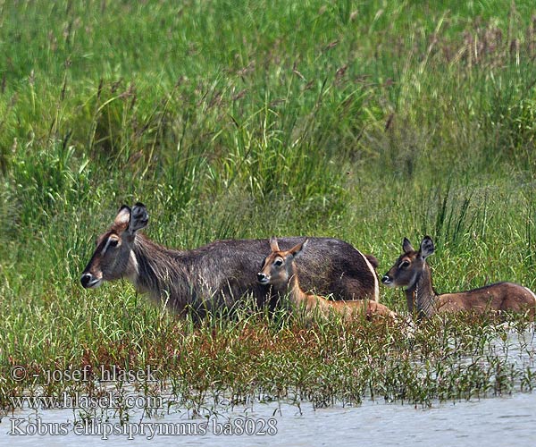 Waterbuck Vandbuk Cobe defassa croissant