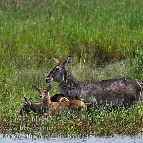 Vandbuk Cobe defassa croissant Waterbok Antilope agua