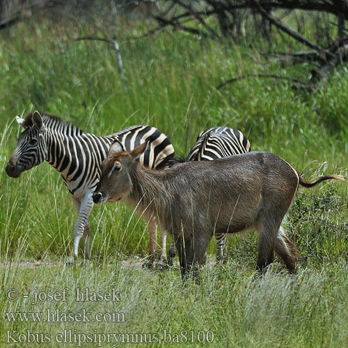 Waterbok Antilope agua Cobo Wasserbock Kob śniady