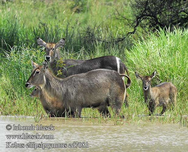 Antilope Acuático Vattenbock Ellipsvattenbock קובוס המים