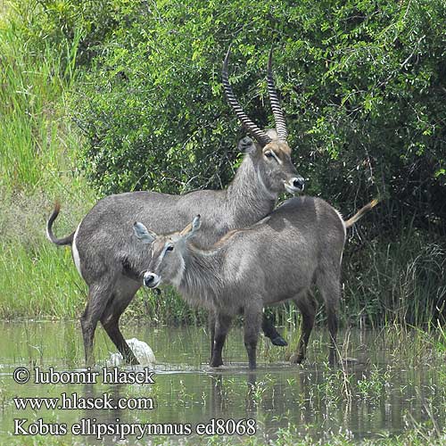 Водяний козел Kobus ellipsiprymnus Waterbuck Vandbuk