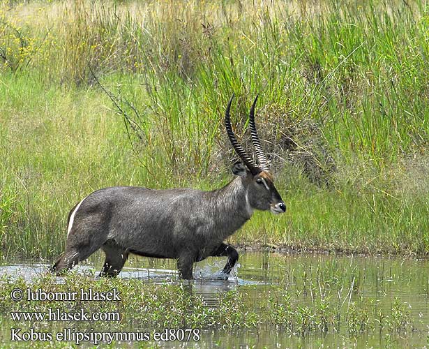 Kobus ellipsiprymnus Waterbuck Vandbuk Cobe defassa croissant