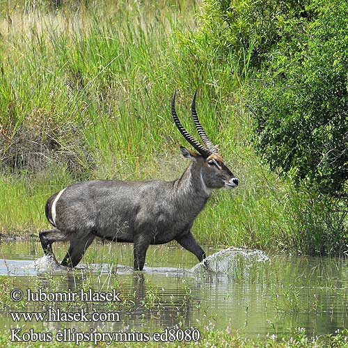 Kobus ellipsiprymnus Waterbuck Vandbuk Cobe defassa croissant