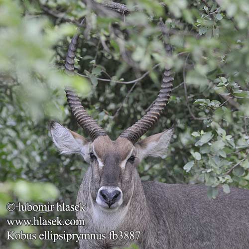 Kobus ellipsiprymnus Waterbuck Vandbuk Cobe defassa croissant