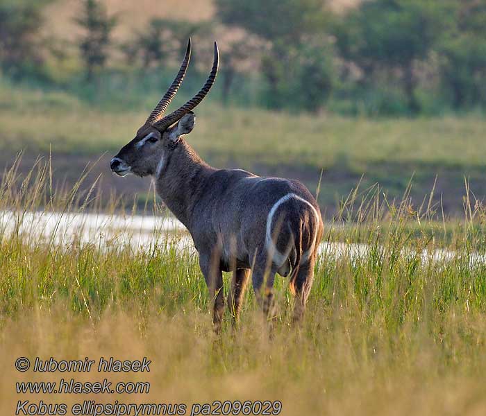 Waterbok Kobus ellipsiprymnus