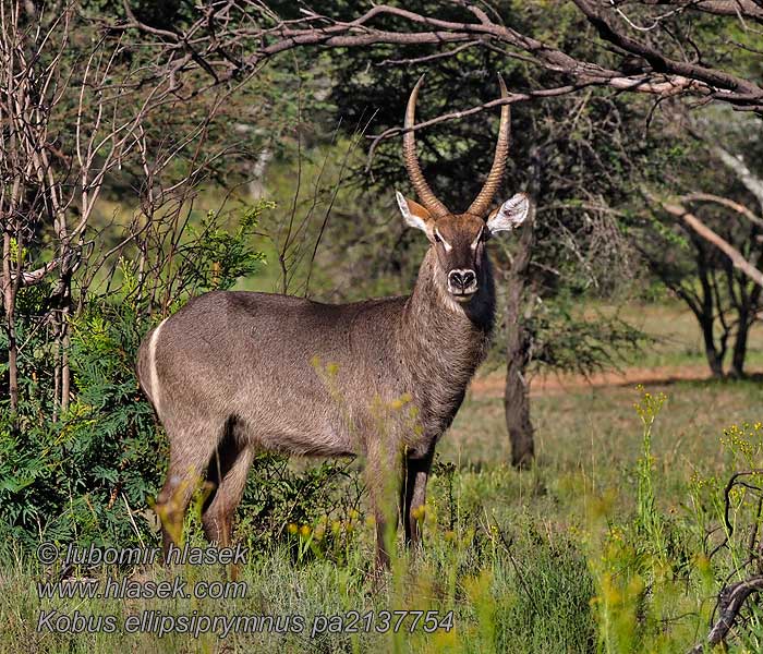 Wasserbock Kobus ellipsiprymnus