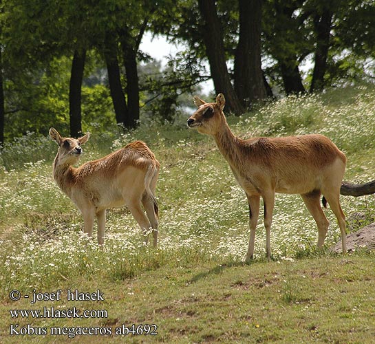 Kobus megaceros Nile Lechwe Cobe Lechwe Cob Nil Voduška abok