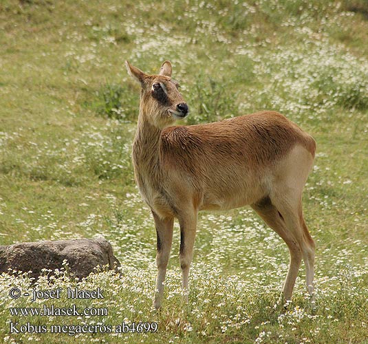 Lechwe Nilo Козёл суданский Нильский личи