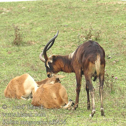 Nile Lechwe Cobe Lechwe Cob Nil Voduška abok