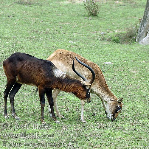 大角驴羚 ナイルリーチュエ Nijlantilope Nile Lechwe