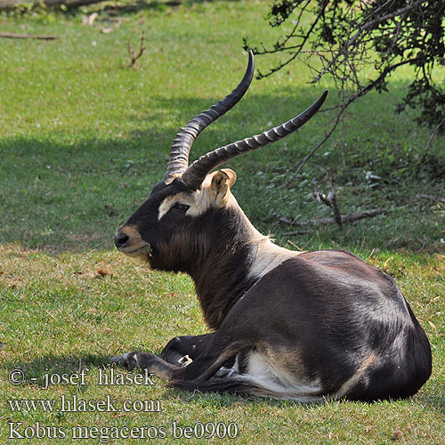 Nijlantilope Nile Lechwe Mrs Gary Lechwe Nilo Козёл