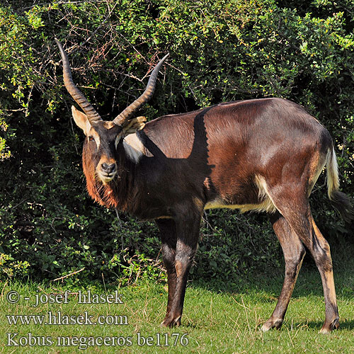 Lechwe Nilo Козёл суданский Нильский личи