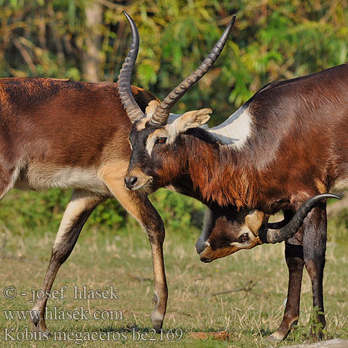 Kobus megaceros Nile Lechwe Cobe Lechwe Cob Nil Voduška abok