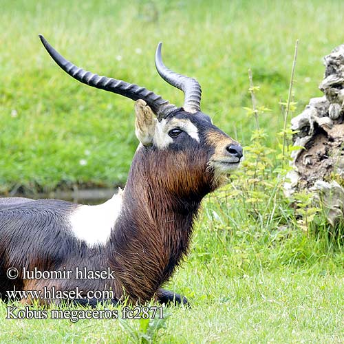 大角驴羚 ナイルリーチュエ Nijlantilope Nile Lechwe