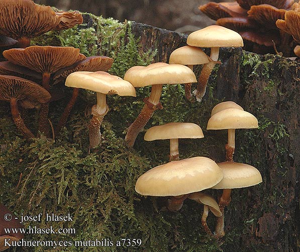 Kuehneromyces mutabilis UK: Sheathed Woodtuft DK: Foranderlig skalhat FI: koivunkantosieni FR: pholiote changeante NL: Stobbenzwam Stobbezwammetje HU: Ízletes tőkegomba DE: Stockschwämmchen PL: łuszczak zmienny SK: Šupinačka menlivá CZ: opeňka měnlivá SE: Föränderlig stubbskivling SYN: Pholiota Dryophila Galerina NO: Stubbeskjelsopp