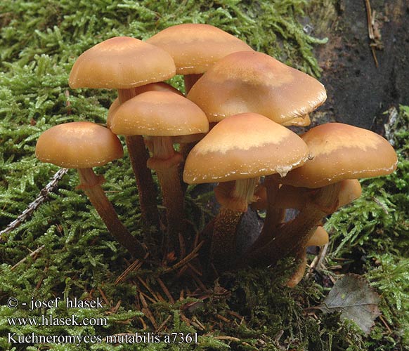 Kuehneromyces mutabilis UK: Sheathed Woodtuft DK: Foranderlig skalhat FI: koivunkantosieni FR: pholiote changeante NL: Stobbenzwam Stobbezwammetje HU: Ízletes tőkegomba DE: Stockschwämmchen PL: łuszczak zmienny SK: Šupinačka menlivá CZ: opeňka měnlivá SE: Föränderlig stubbskivling SYN: Pholiota Dryophila Galerina NO: Stubbeskjelsopp