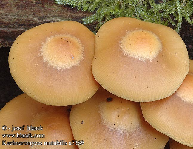 Kuehneromyces mutabilis UK: Sheathed Woodtuft DK: Foranderlig skalhat FI: koivunkantosieni FR: pholiote changeante NL: Stobbenzwam Stobbezwammetje HU: Ízletes tőkegomba DE: Stockschwämmchen PL: łuszczak zmienny SK: Šupinačka menlivá CZ: opeňka měnlivá SE: Föränderlig stubbskivling SYN: Pholiota Dryophila Galerina NO: Stubbeskjelsopp