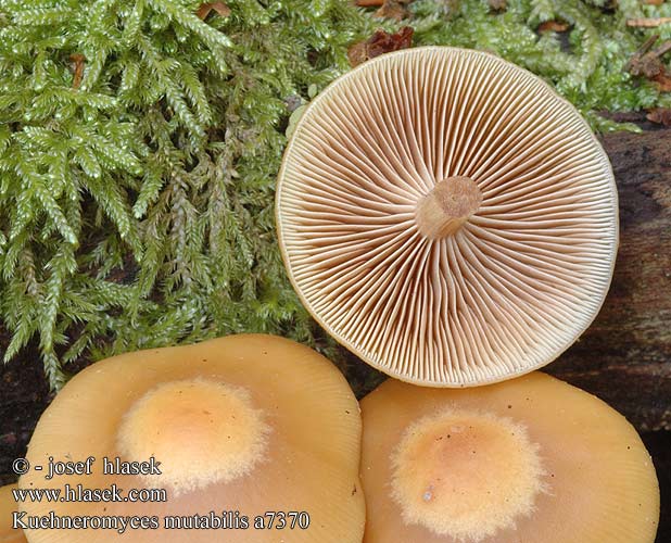 Kuehneromyces mutabilis a7370