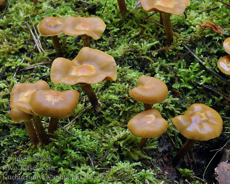 Kuehneromyces mutabilis bo6292