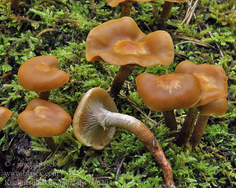 Kuehneromyces mutabilis Sheathed Woodtuft Foranderlig skalhat