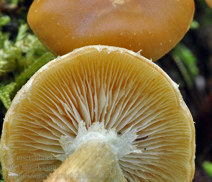 Kuehneromyces mutabilis Koivunkantosieni Pholiote changeante Stobbenzwam Stobbezwammetje