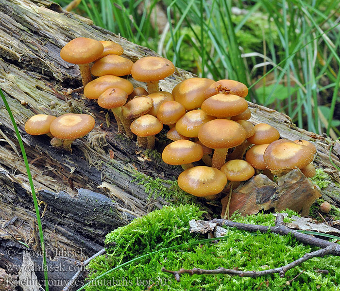 Kuehneromyces mutabilis bo6305