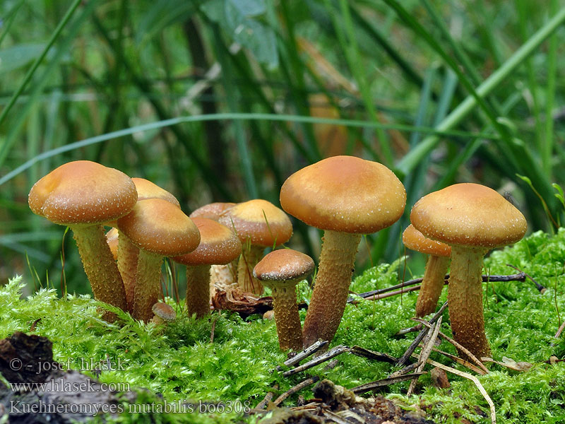 Kuehneromyces mutabilis bo6308