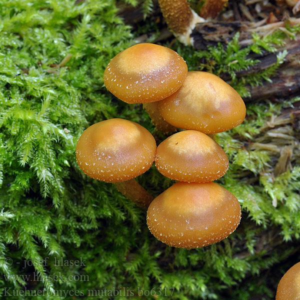 Kuehneromyces mutabilis bo6317