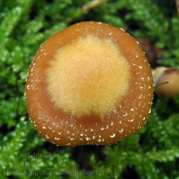 Kuehneromyces mutabilis Föränderlig stubbskivling Stubbeskjelsopp