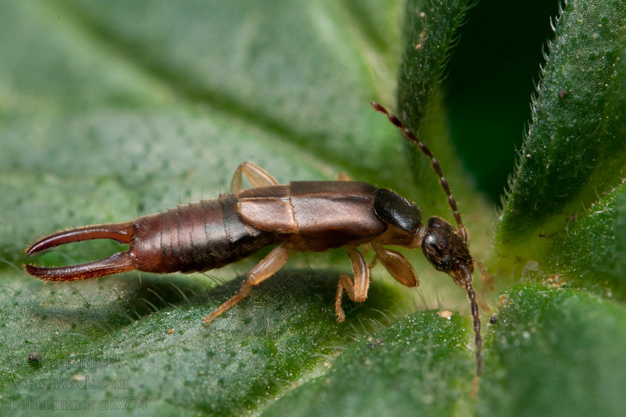 Labia minor Lesser earwig Small Ucholak malý Liten tvestjärt